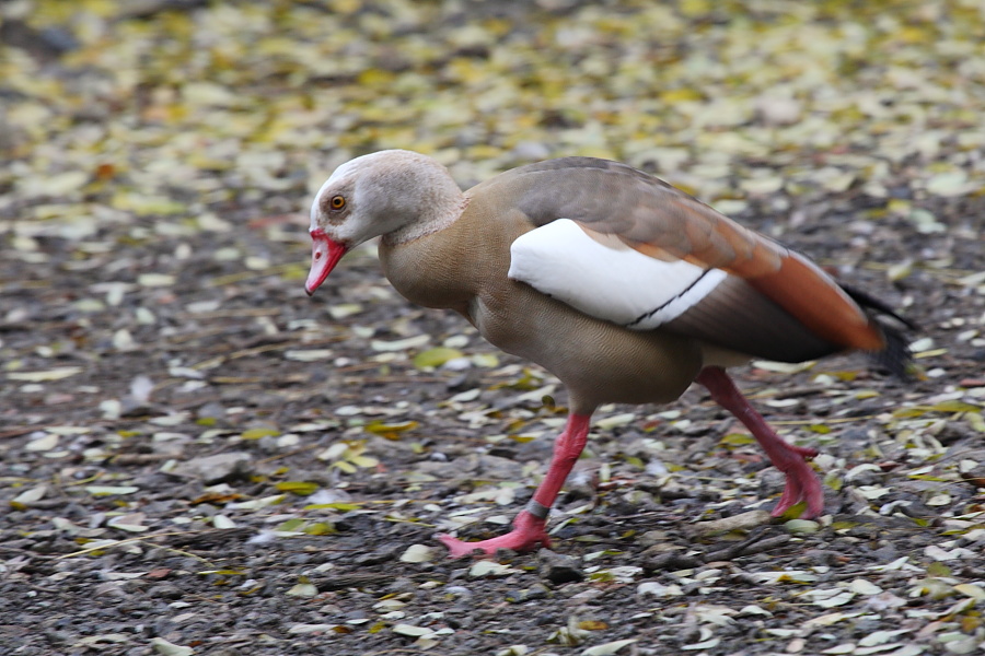 Identificazione anatra